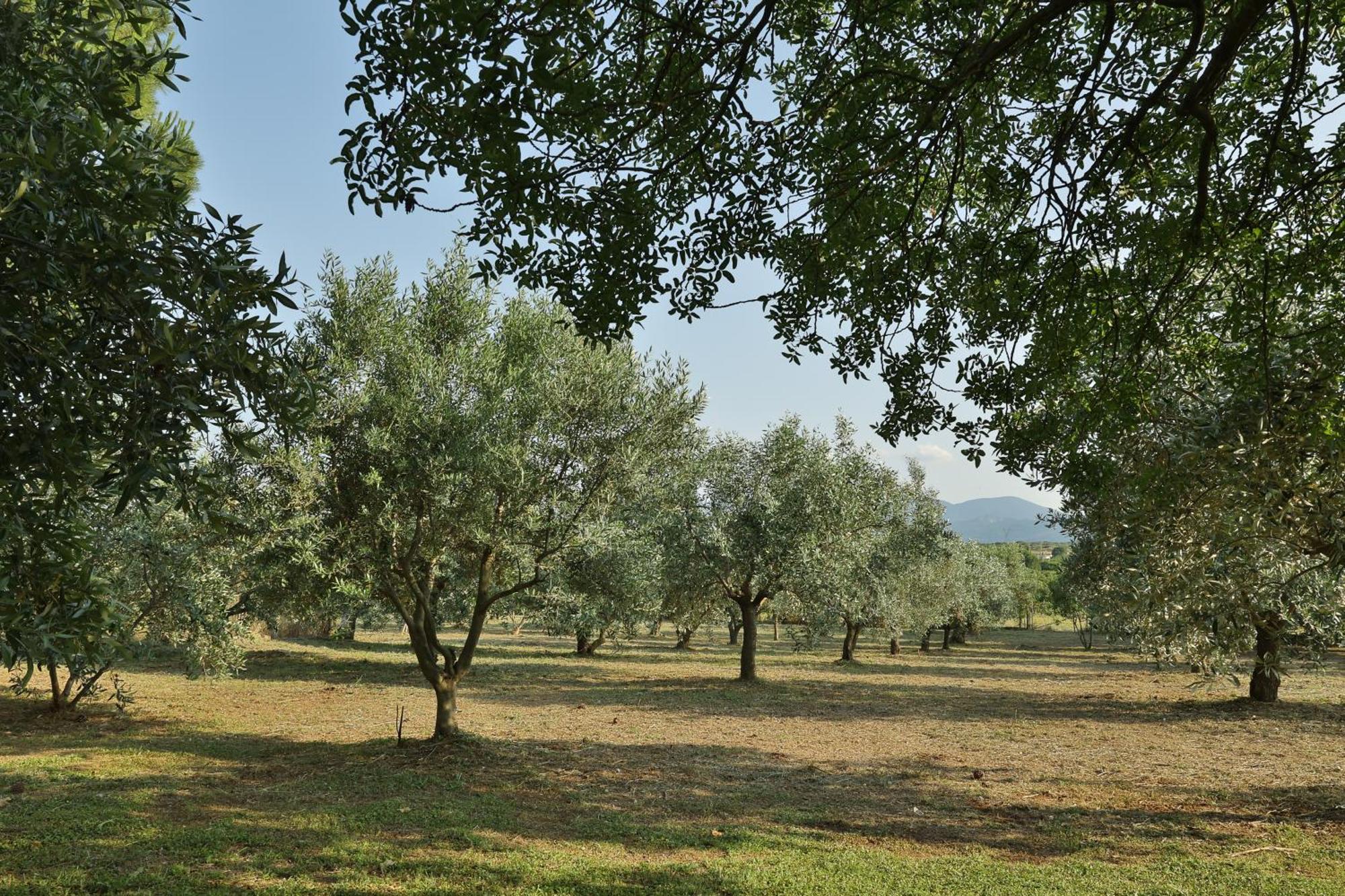 Οlives And Vines All Seasons Villa Λιτόχωρο Εξωτερικό φωτογραφία